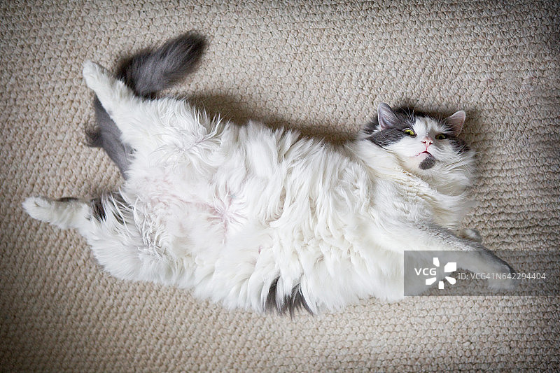 胖猫躺在背上图片素材