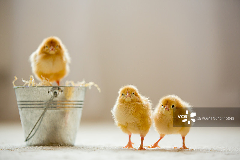 可爱的小小鸡在桶里，在家里玩耍，黄色的新生小小鸡图片素材