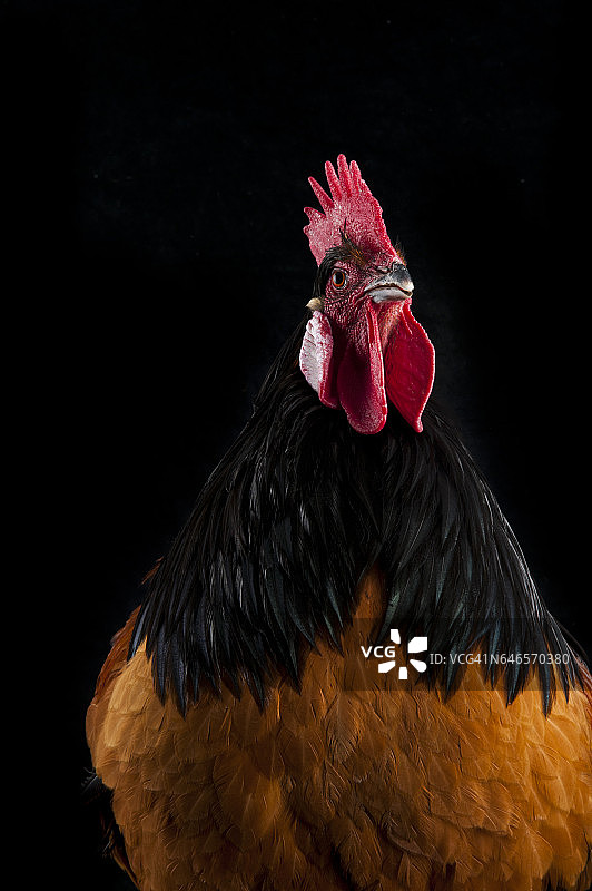 沃维克公鸡的工作室肖像。图片素材
