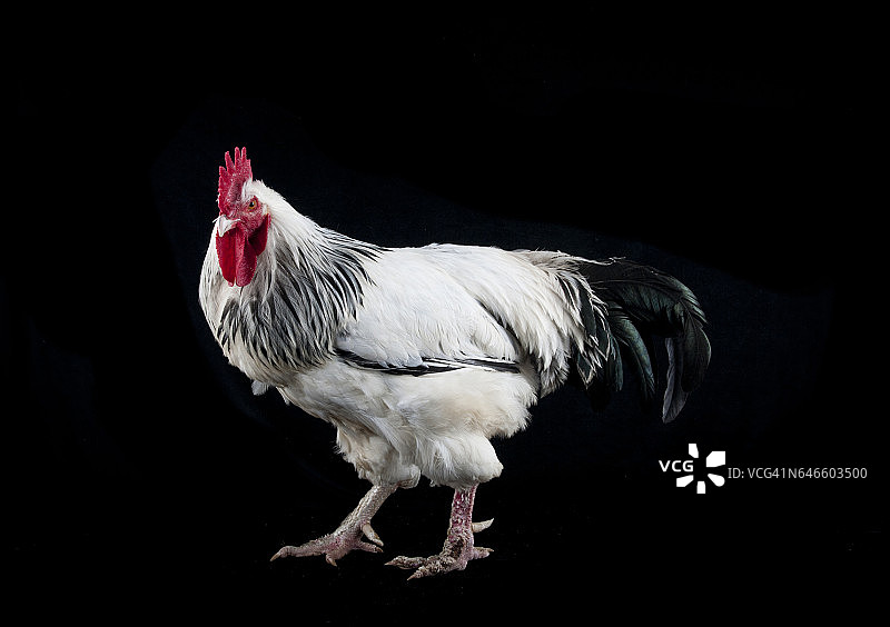 罕见的德国桑德海默公鸡的工作室肖像。图片素材