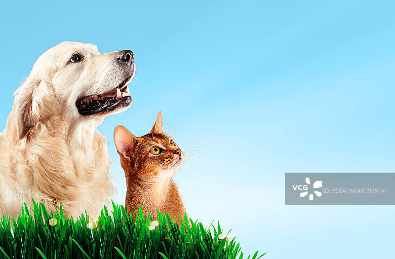 狗和猫一起在草地上，春天的概念。图片素材