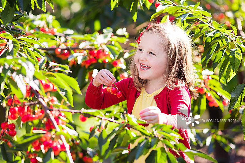 小女孩在水果园里摘樱桃图片素材