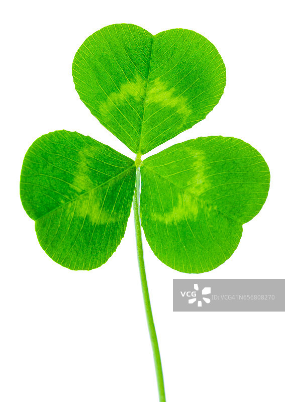 圣帕特里克节的象征。三叶草绿色心形叶子孤立在白色的背景上图片素材