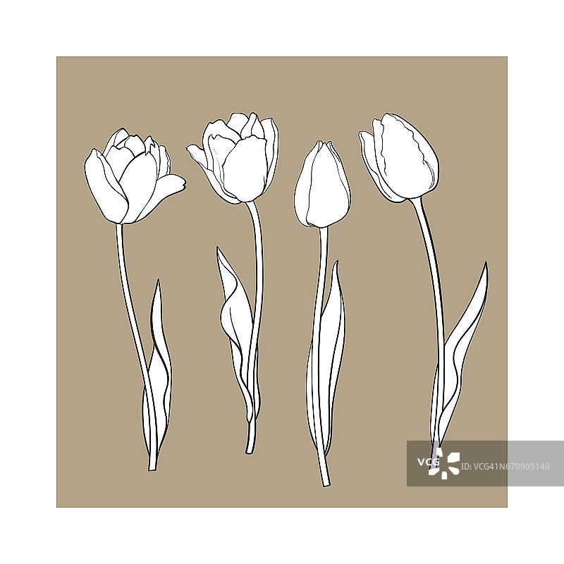 手绘一套侧视图黑色和白色郁金香花图片素材