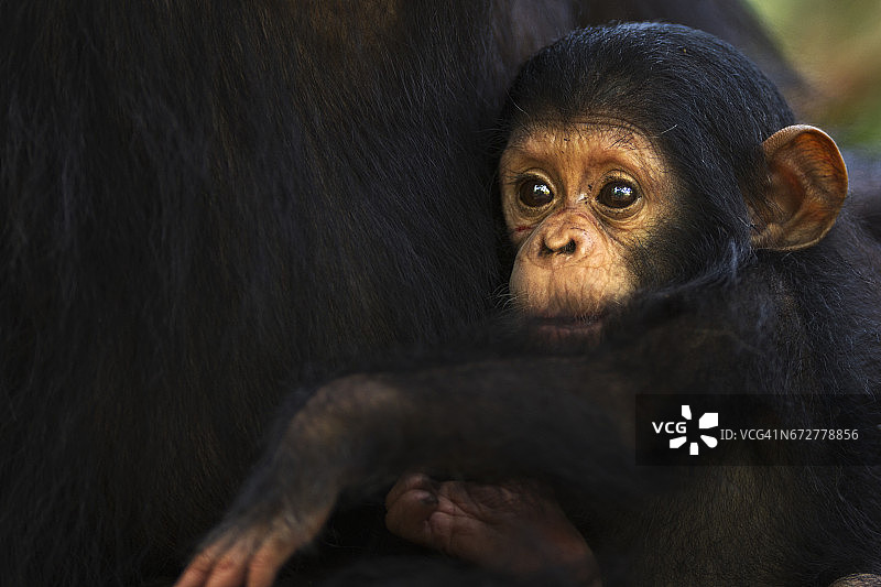 3岁的东部黑猩猩女婴“游丝”在她母亲的怀抱中——肖像图片素材