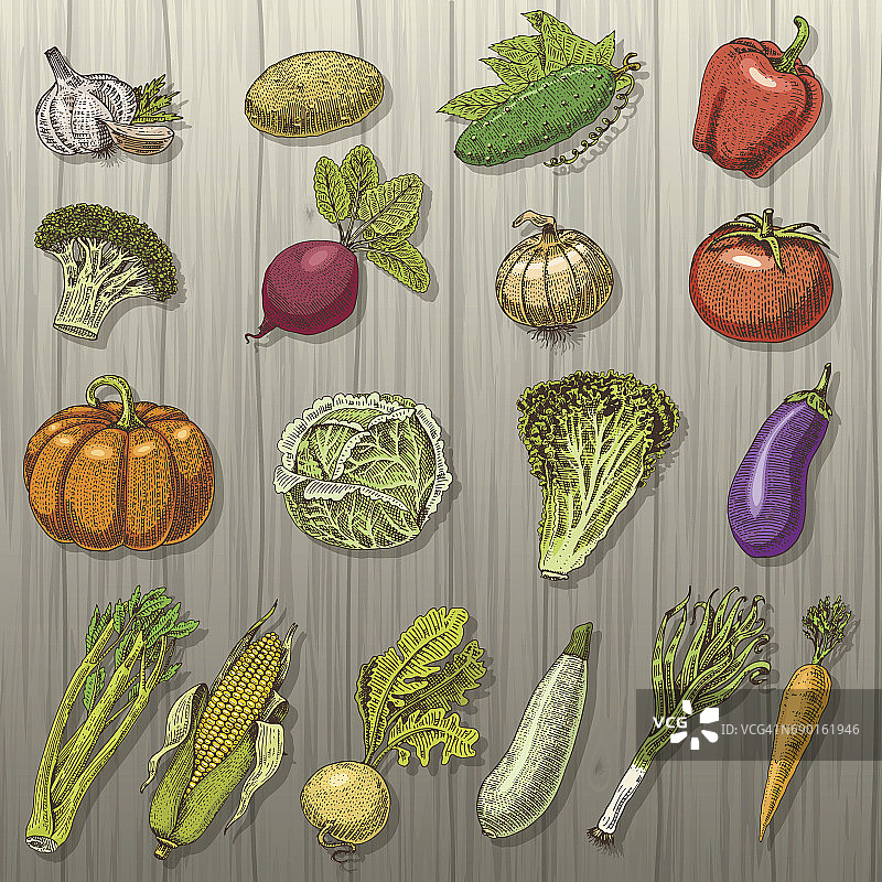一套手绘，刻有蔬菜、素菜、植物、古色古香的南瓜、卷心菜和番茄、生菜配胡萝卜、玉米等图片素材