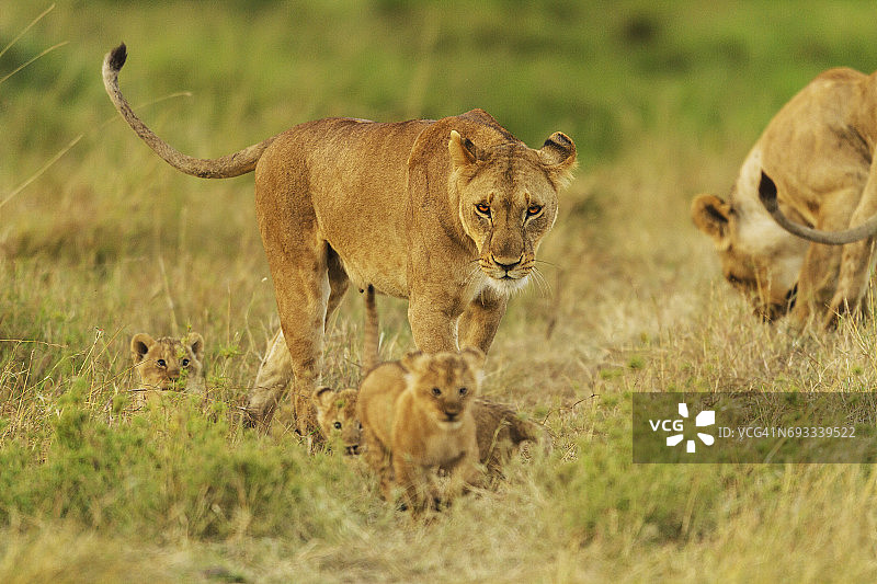 母狮子看着她的幼崽玩耍。图片素材