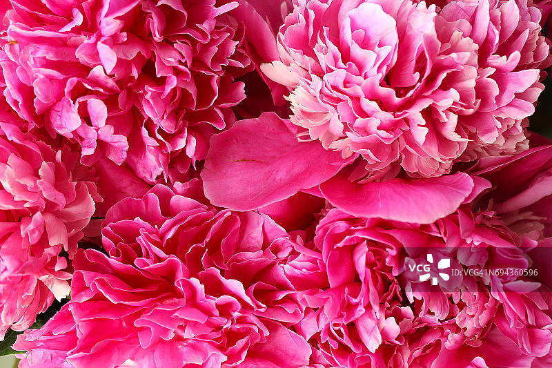 美丽的粉红色牡丹作为背景图像图片素材