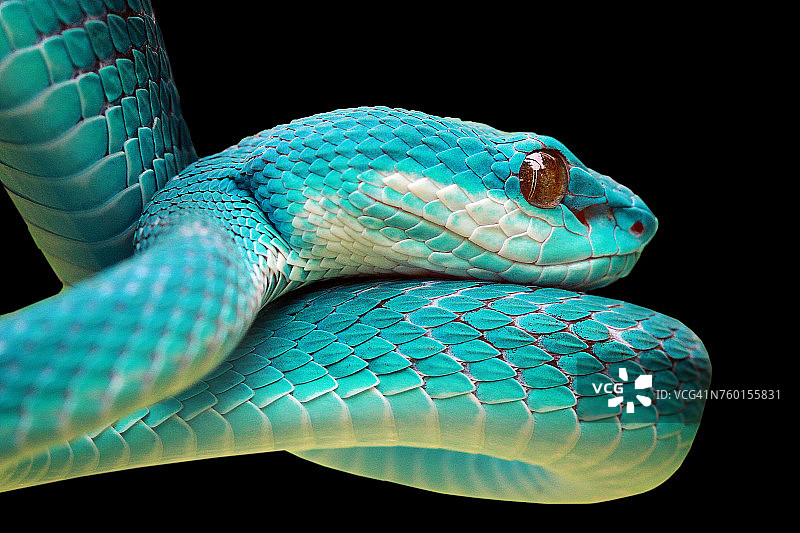 蓝色毒蛇蛇的特写图片素材