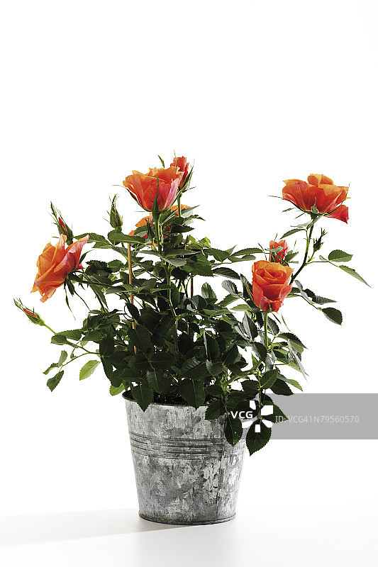 橙色玫瑰盆栽，特写图片素材