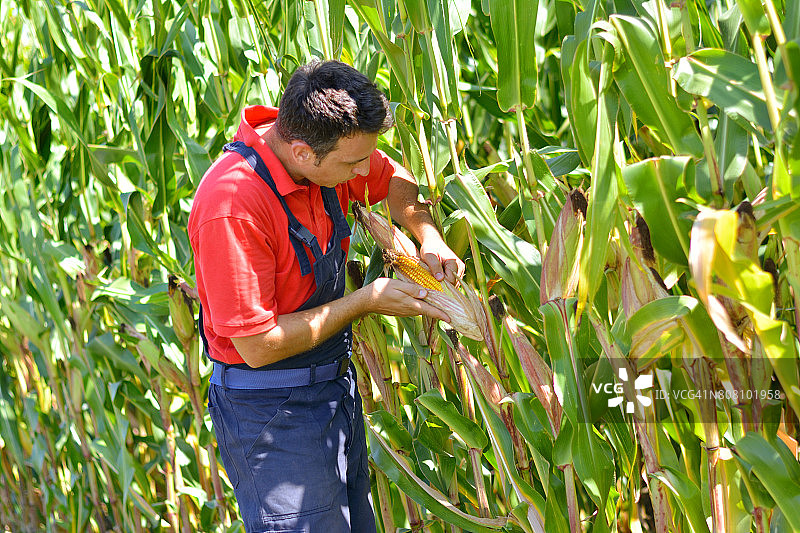 农民在玉米地里，检查玉米的成熟度。图片素材