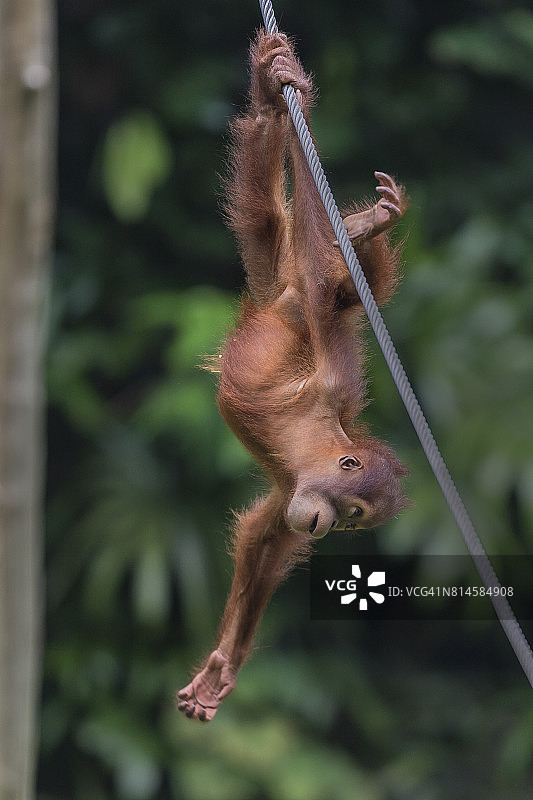 苏门答腊猩猩乌坦被吊在绳子上图片素材