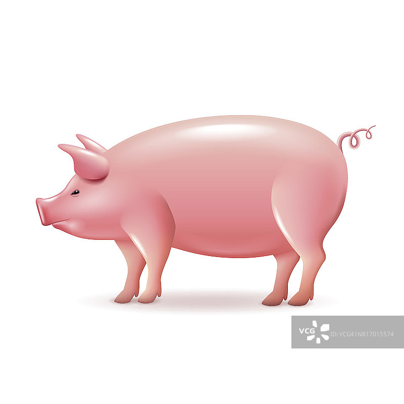 猪侧视图孤立在白色向量上图片素材