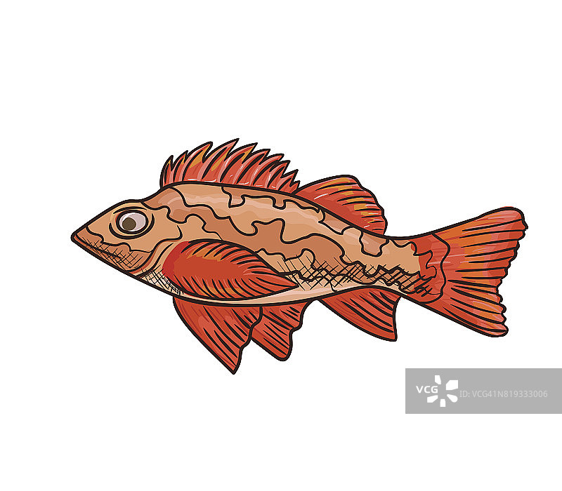 海鲈鱼矢量图标孤立，手绘草图的红海鱼，菜单，食物饮食信息图模板，贴纸，传单，打印图片素材