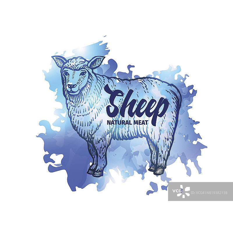 手绘素描羊。肉自然背景。矢量图图片素材