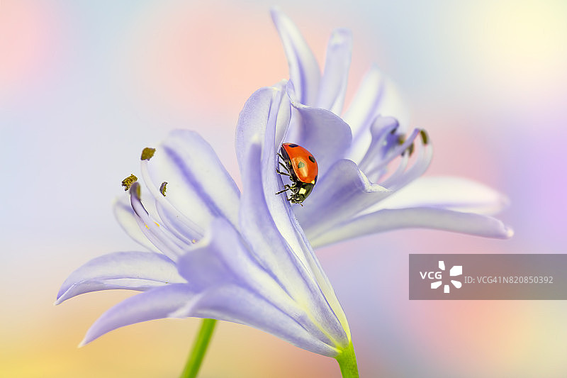 瓢虫在紫罗兰花上图片素材
