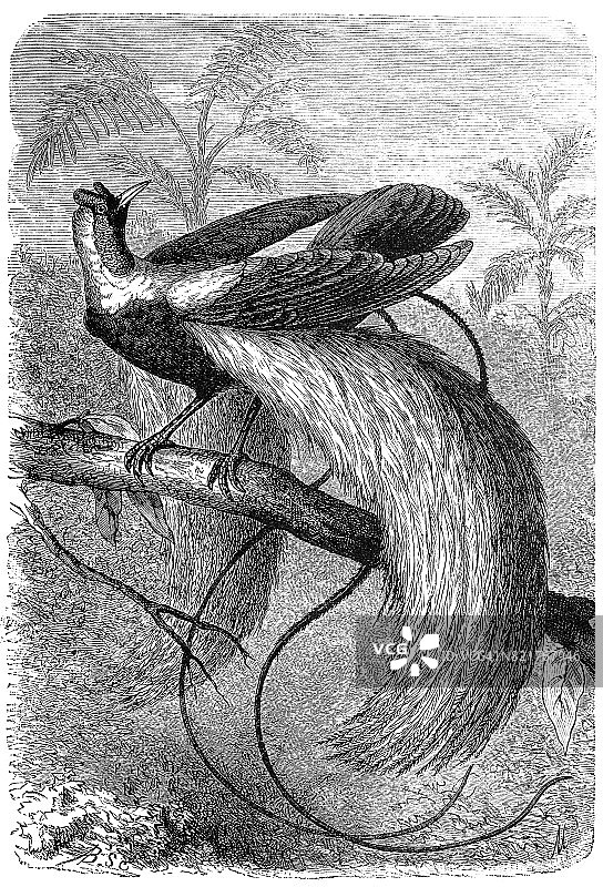 红天堂鸟(paradise aea rubra)图片素材