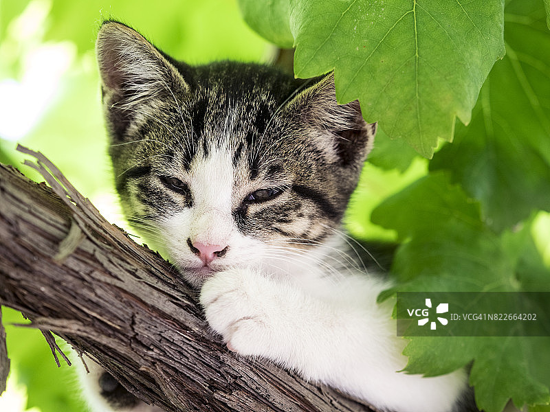 一幅虎斑猫的肖像，棕色的头发和绿色的眼睛，在树上睡大觉图片素材