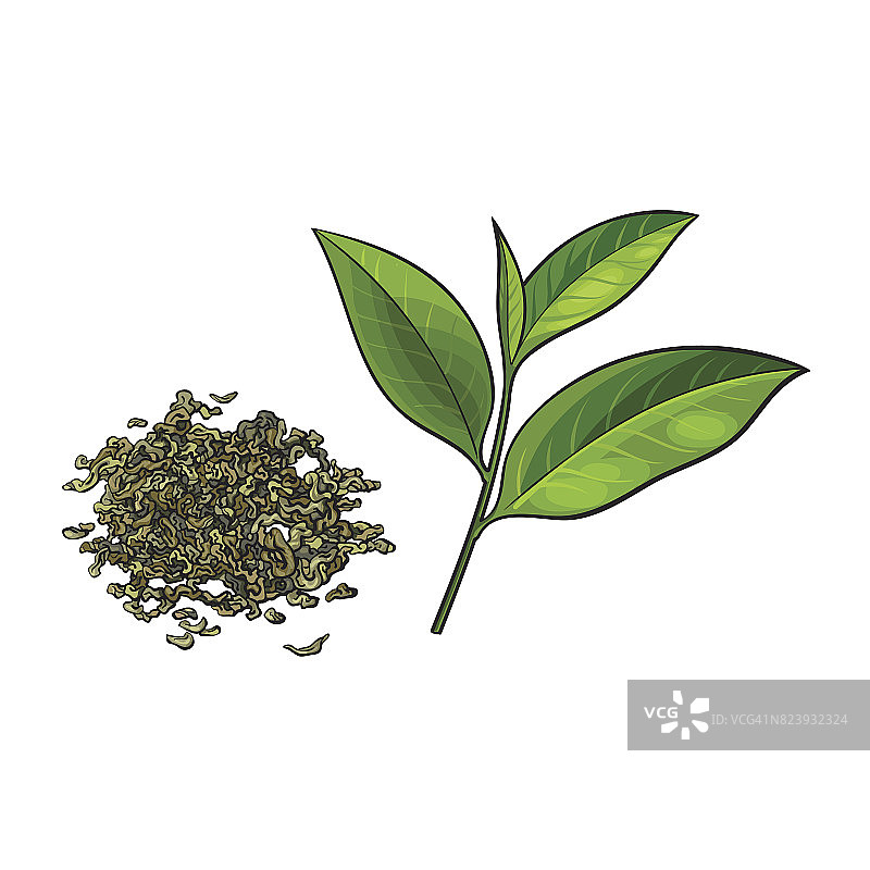 手工绘制的一堆干绿茶和鲜叶图片素材