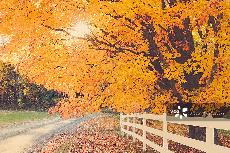 糖枫与篱笆在秋天图片素材