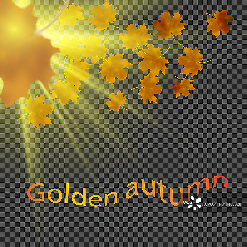 黄叶在阳光下飘落。透明的背景图片素材