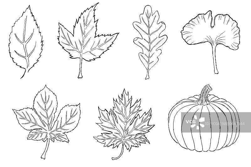 向量秋叶和南瓜组图片素材