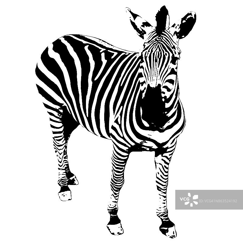 野生非洲斑马插图在白色的背景图片素材