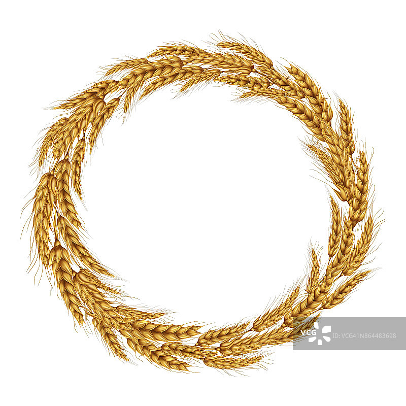 小麦小穗花圈的矢量图。图片素材