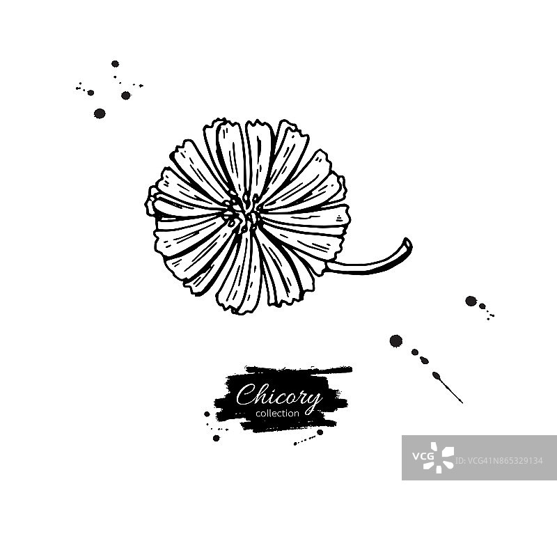 菊苣花矢量超级食物绘图。独立手拉油图片素材