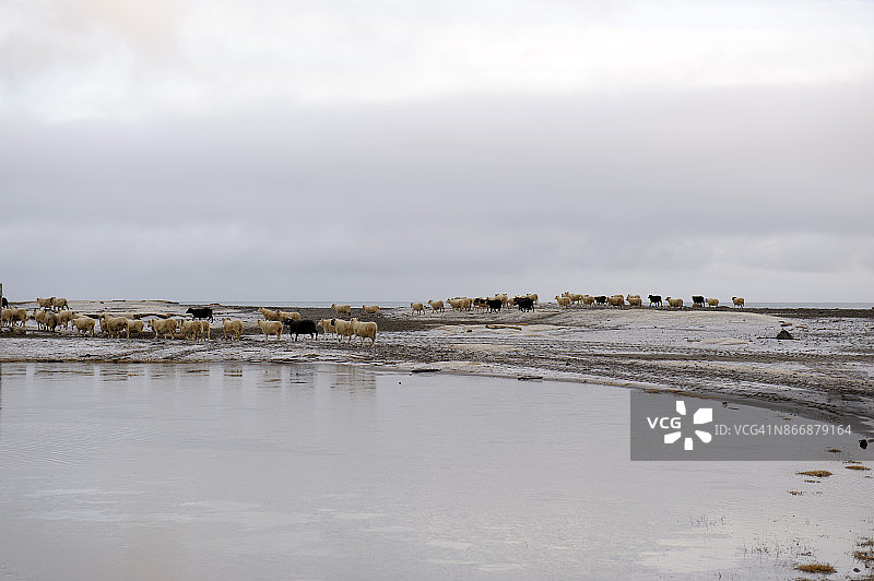 冰岛东峡湾Borgarfjordur的一大群羊图片素材