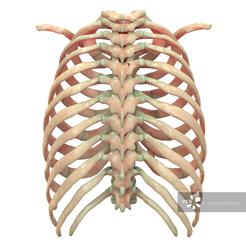 人体骨骼系统胸骨解剖学(后视图)图片素材