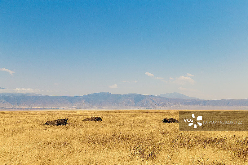 在恩戈罗戈罗保护区的草地上，生活着非洲水牛或非洲水牛图片素材