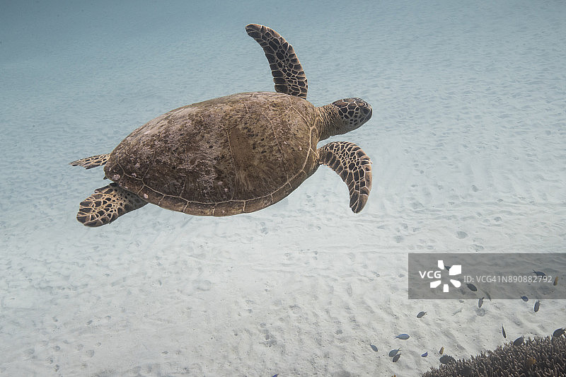 乌龟在水下游泳，艾略特夫人岛，昆士兰，澳大利亚图片素材
