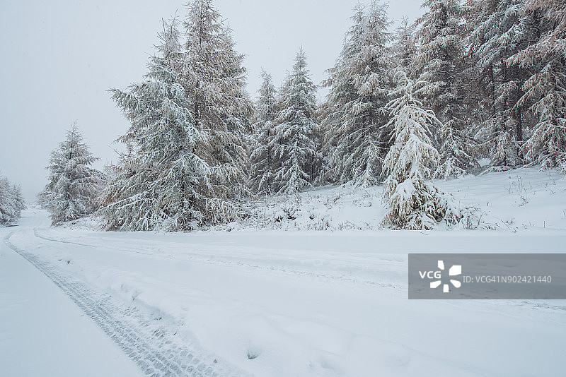 白雪覆盖的森林之路图片素材