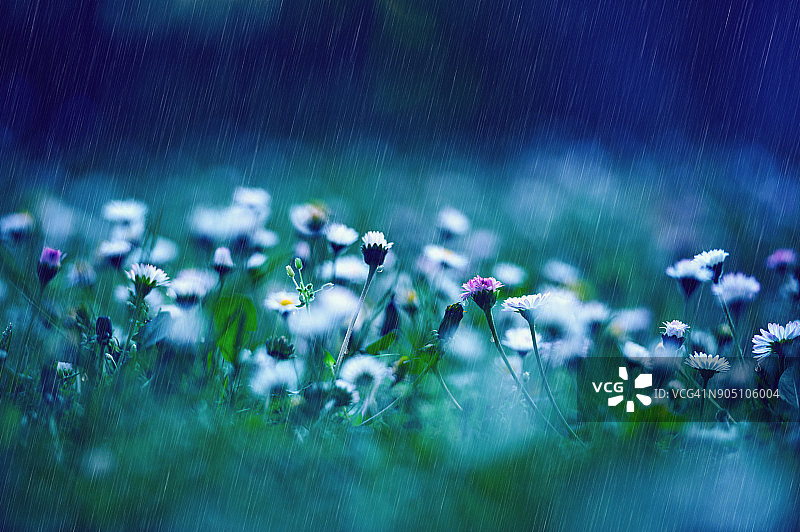 春天的降雨覆盖雏菊图片素材