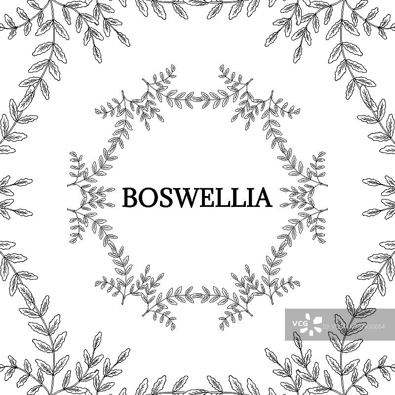 彩色的Boswellia, lm16 -1图片素材