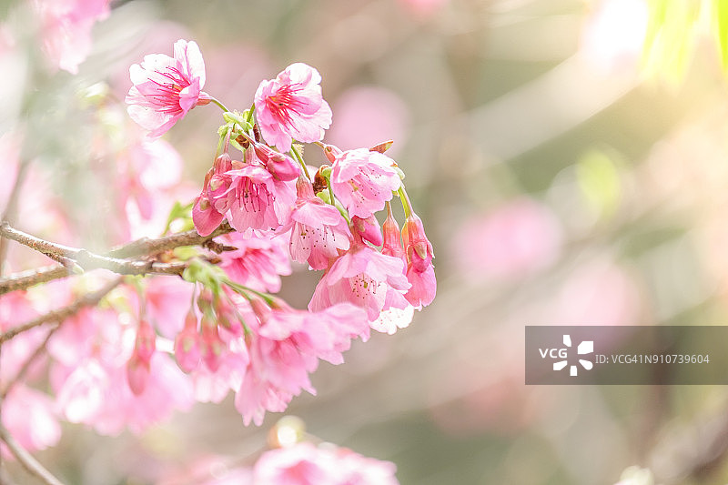 粉红色樱花盛开在春天的户外，背景是柔和的焦点图片素材