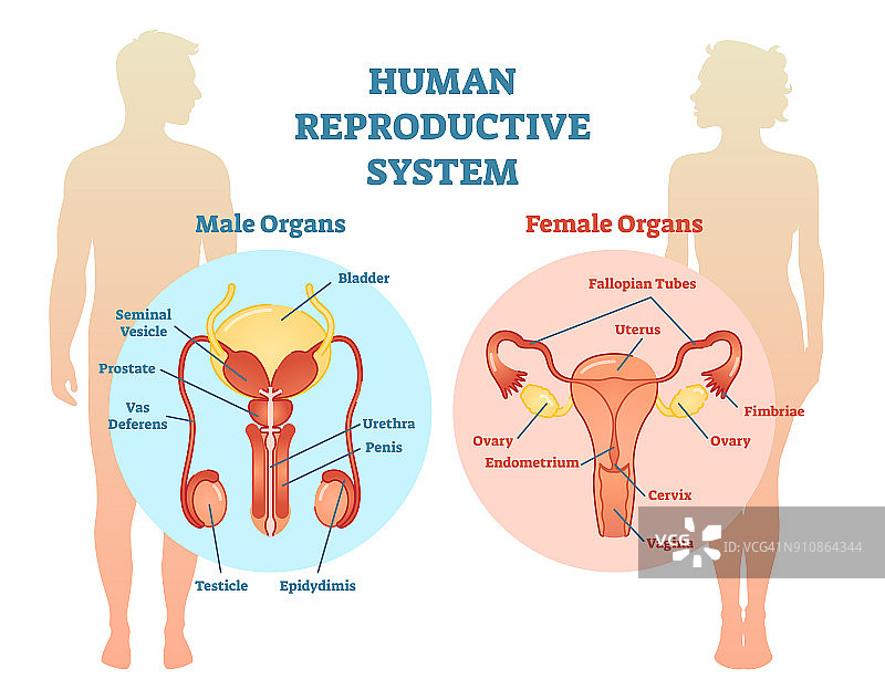 人类生殖系统矢量图解，男性和女性。图片素材