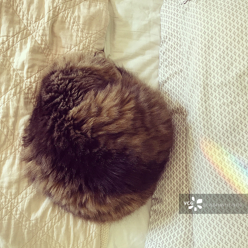 缅因猫蜷缩在一个球和睡觉图片素材