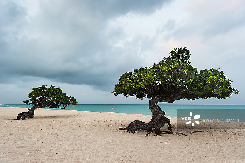 阿鲁巴鹰滩的两棵迪维迪树图片素材