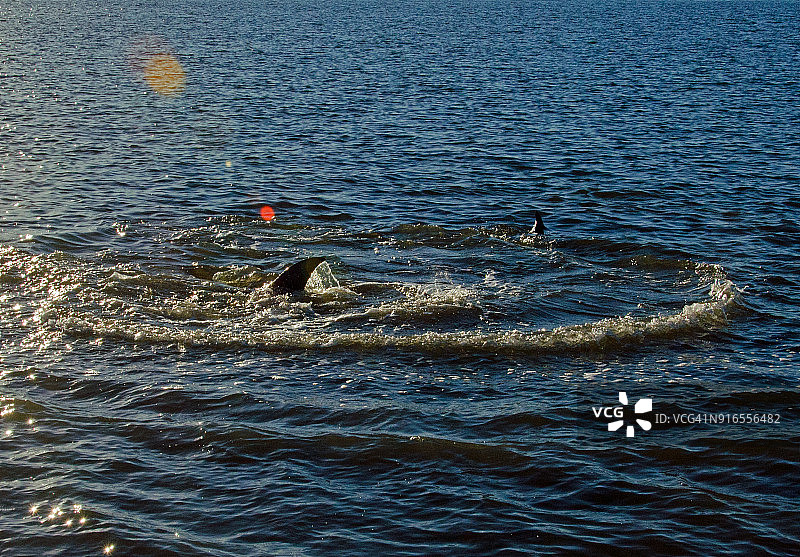 海豚追逐鱼图片素材