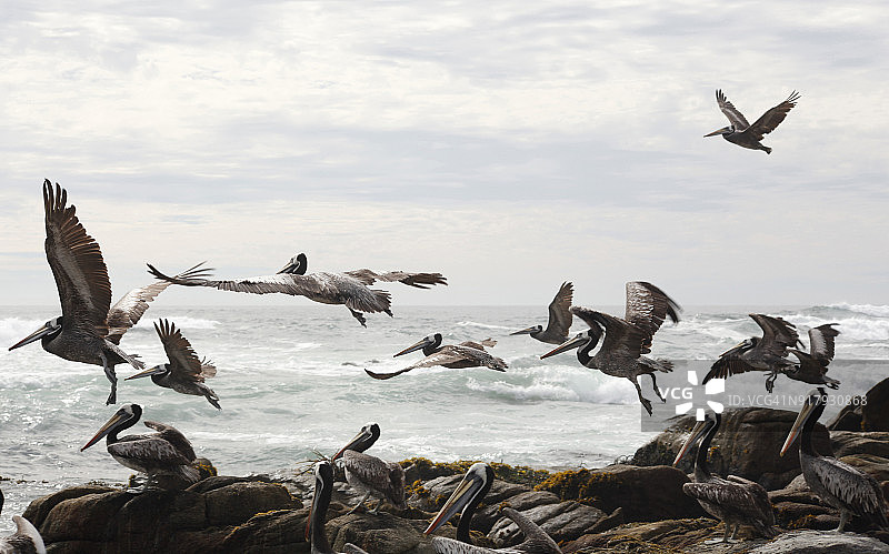 鹈鹕飞离岩石海岸在大海前面图片素材