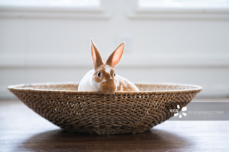 可爱的两种颜色的兔子在柳条篮子在复活节假期图片素材