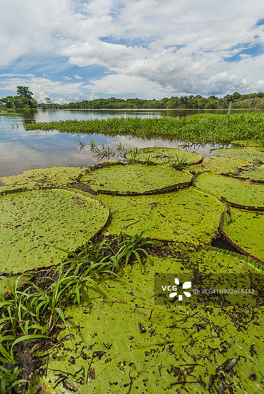 在一个阳光明媚的日子里，巴西亚马逊州玛瑙斯附近的里约热内卢Negro河平静的水面上生长着巨大的睡莲图片素材