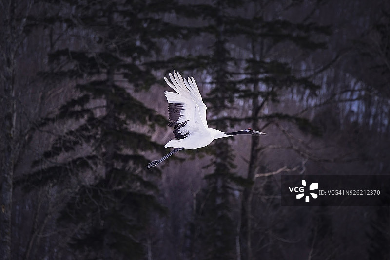 丹顶鹤在雪中飞翔。图片素材