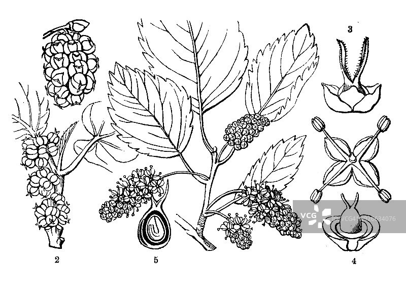 植物学植物仿古雕刻插图:桑树(白桑树)图片素材