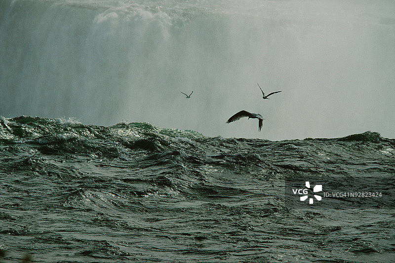 加拿大尼亚加拉大瀑布上的海鸟图片素材