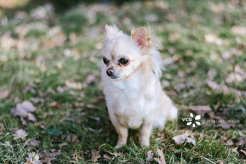 可爱的小吉娃娃狗站在绿色草地上的肖像图片素材