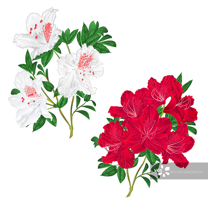 枝条红白相间的花朵杜鹃山灌木，在白色背景上设置第二复古矢量插图可编辑图片素材
