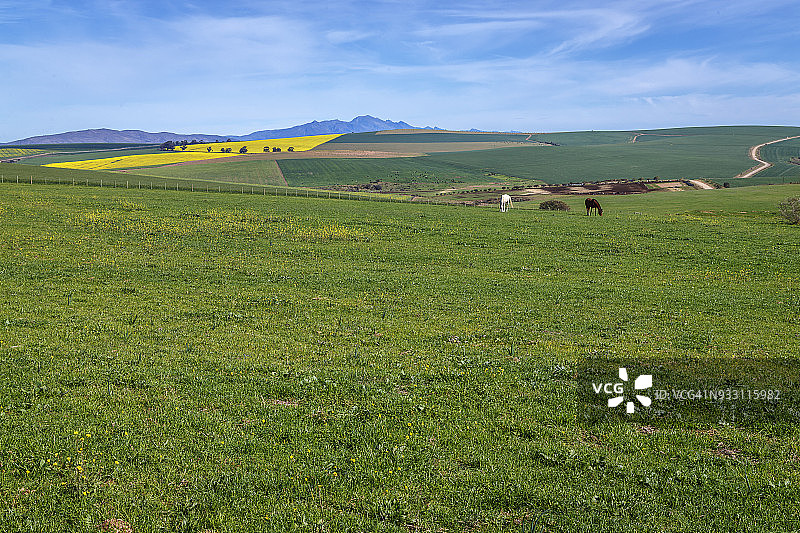 南非西开普省斯韦伦丹的菜籽油和小麦田，早春的菜籽油的明黄色被小麦的翠绿所抵消图片素材